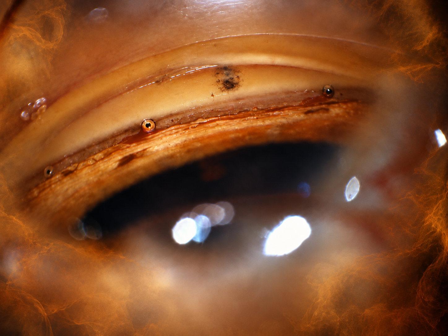 Extreme close-up of a glossy, curved layered surface in amber, cream and deep black, lined with tiny bead-like eyes and framed by glowing orange wisps and bright white reflections